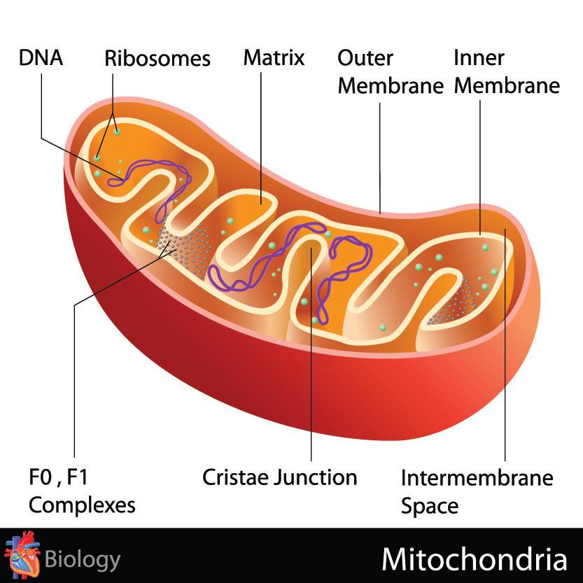 alt="mitochondrialne starzenie się skóry"