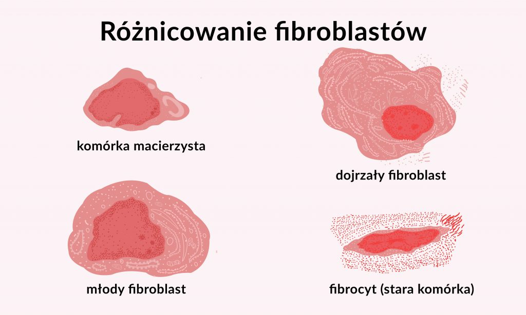 alt="różnicowanie fibroblastów"