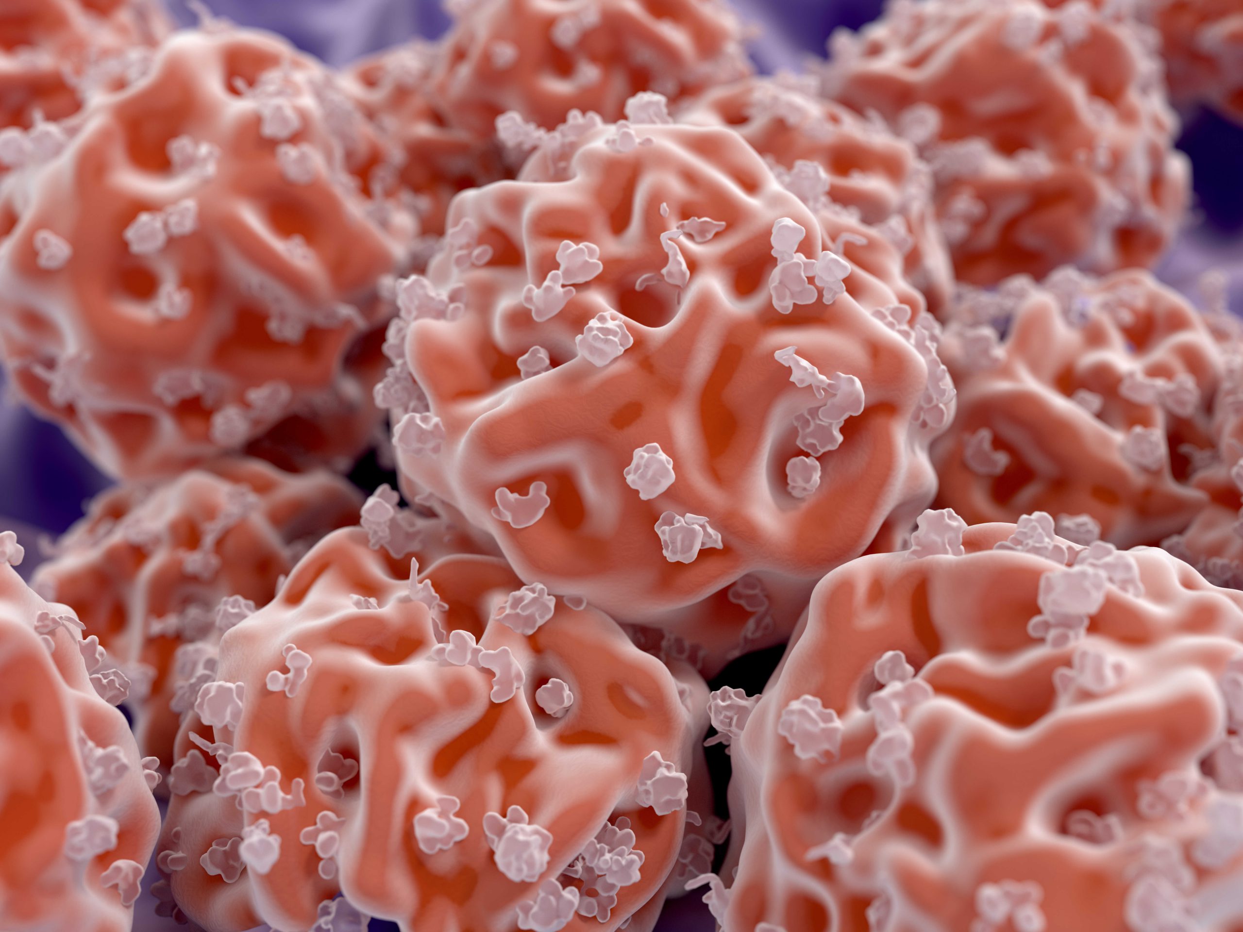Zastosowanie komórek macierzystych pochodzących z tkanki tłuszczowej