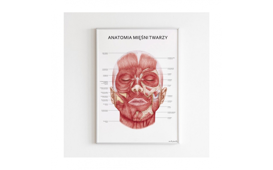 Plakat anatomiczny - MIĘŚNIE TWARZY