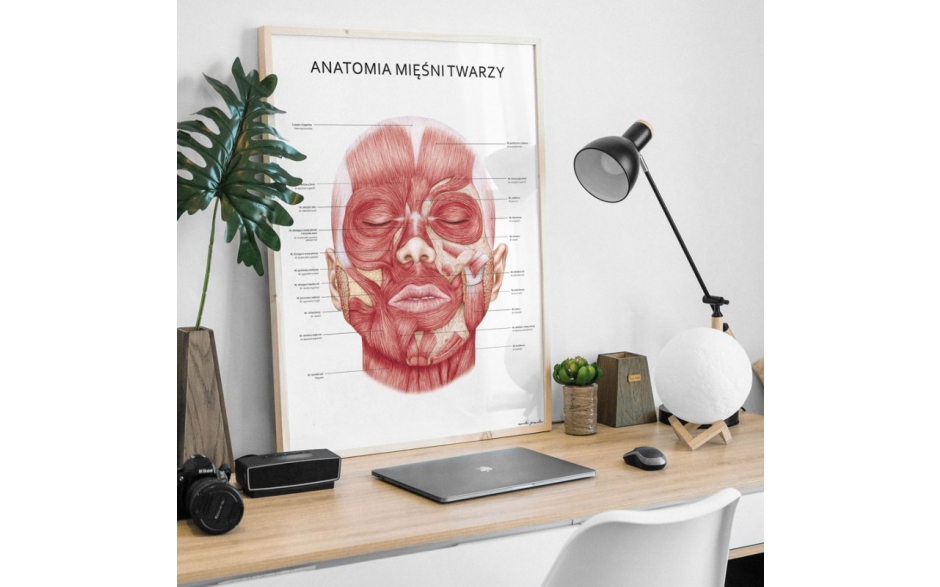 Plakat anatomiczny - MIĘŚNIE TWARZY